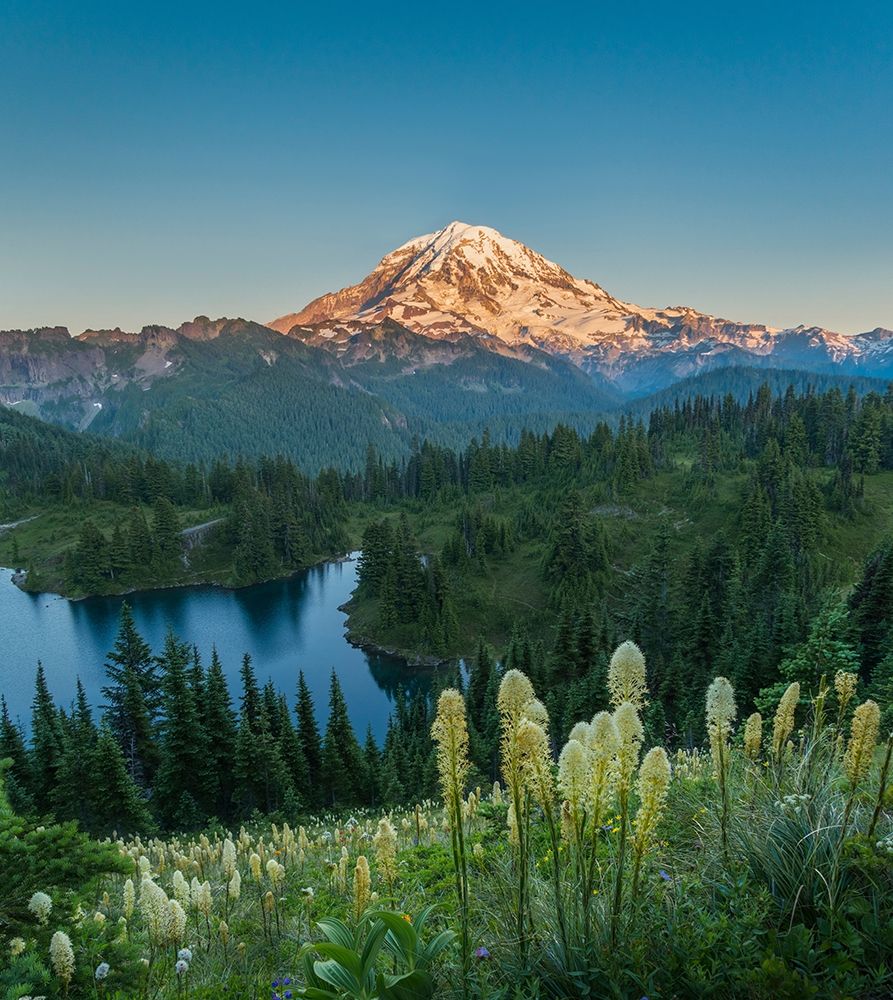 Washington State Beargrass wildflowers from the flank of Tolmie Peak at Eunice Lake art print by Gary Luhm for $57.95 CAD