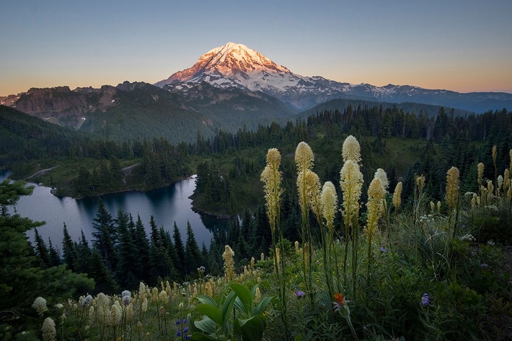 Washington State Beargrass wildflowers from the flank of Tolmie Peak at Eunice Lake art print by Gary Luhm for $57.95 CAD