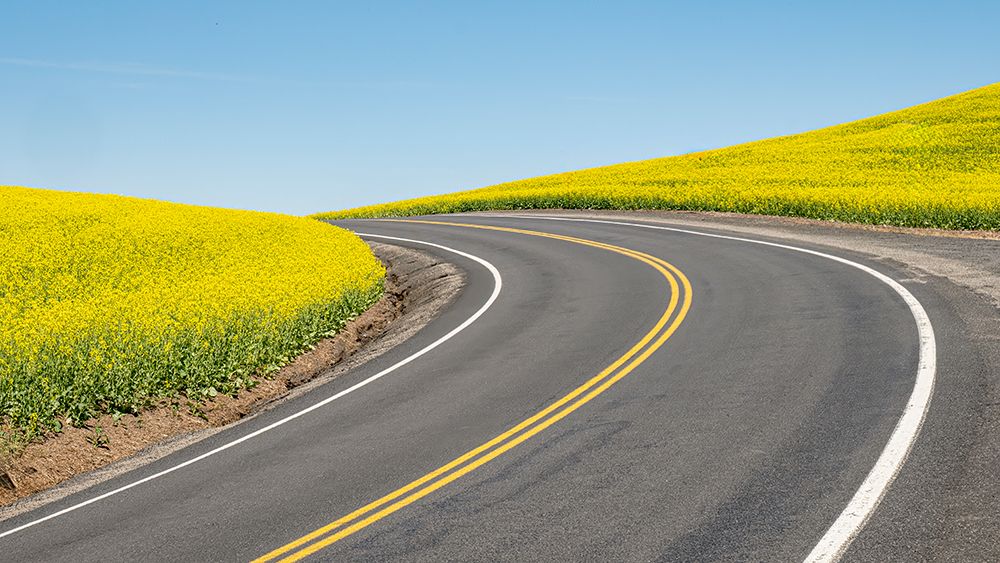 Road splitting canola field with matching yellow center stripe art print by George and Marilu Theodore for $57.95 CAD
