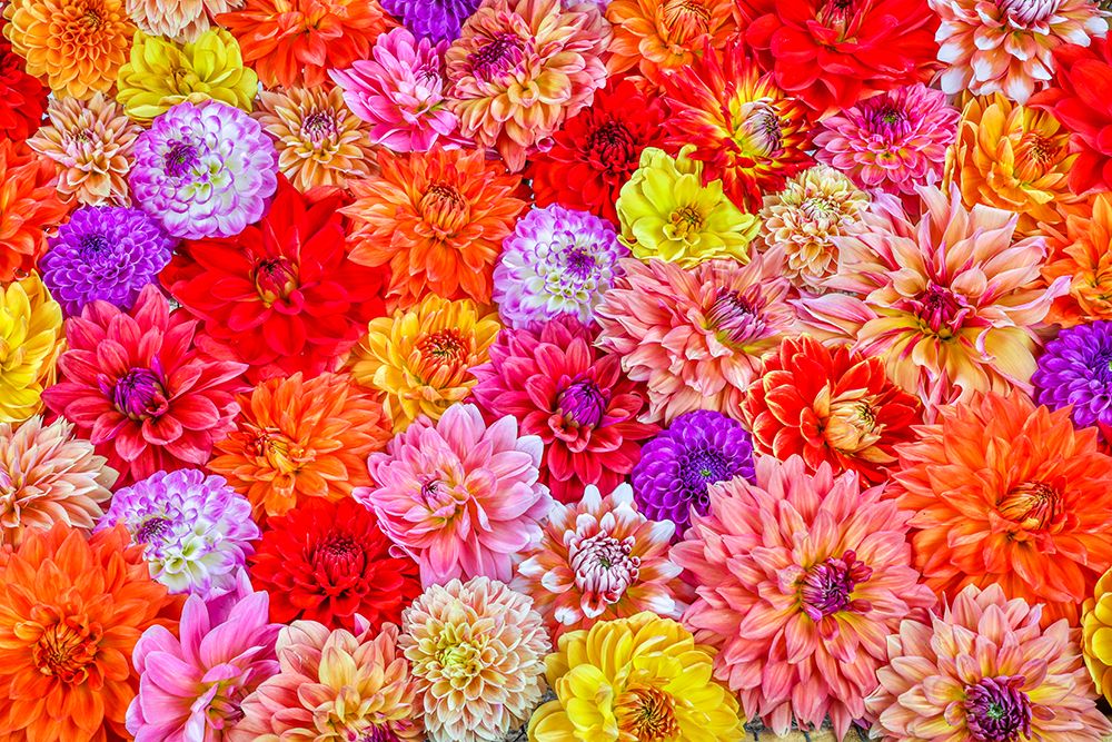 Usa-Washington State-Sammamish Group of Dahlias art print by Hollice Looney for $57.95 CAD