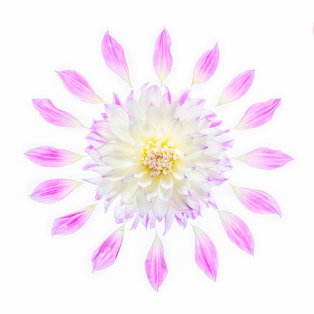 Usa-Washington State-Sammamish Flower Design art print by Hollice Looney for $57.95 CAD