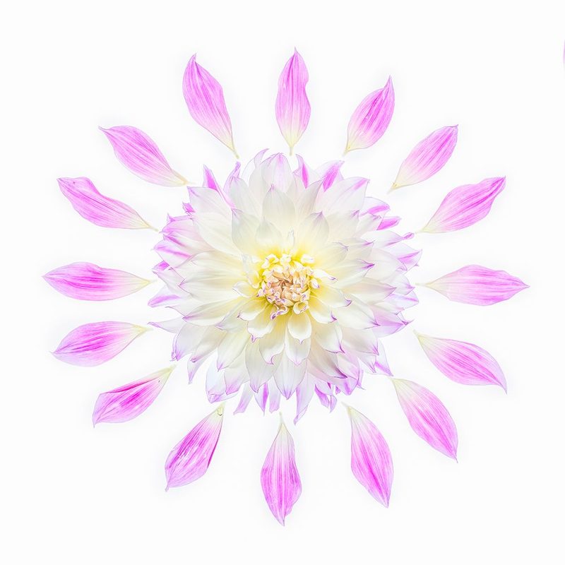 Usa-Washington State-Sammamish Flower Design art print by Hollice Looney for $57.95 CAD