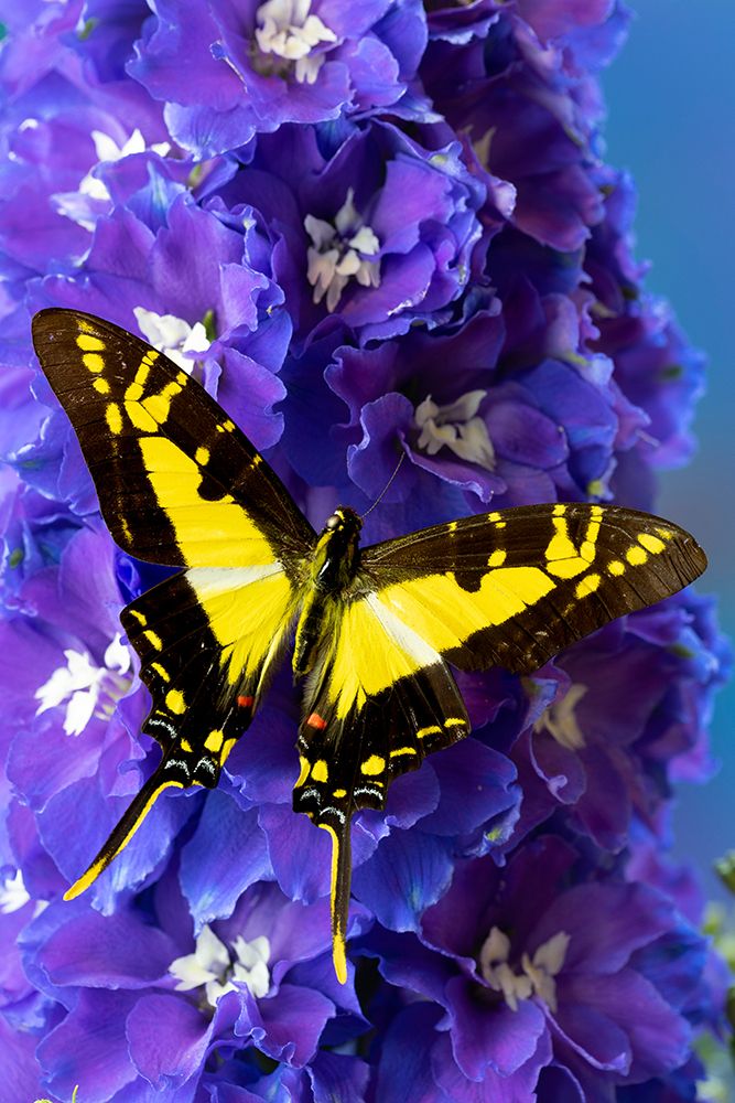 USA-Washington State-Issaquah Butterfly on flowers art print by Hollice Looney for $57.95 CAD
