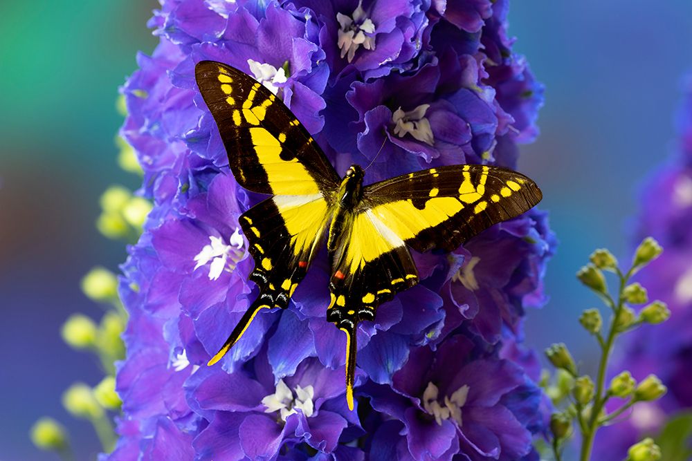 USA-Washington State-Issaquah Butterfly on flowers art print by Hollice Looney for $57.95 CAD