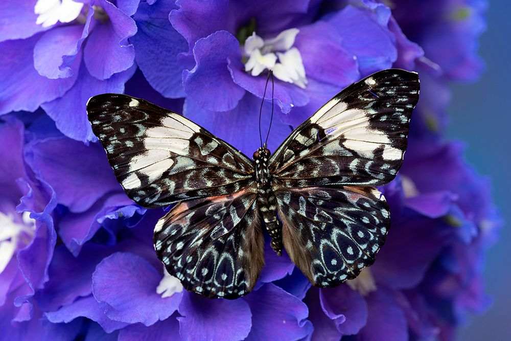 USA-Washington State-Issaquah Butterfly on flowers art print by Hollice Looney for $57.95 CAD