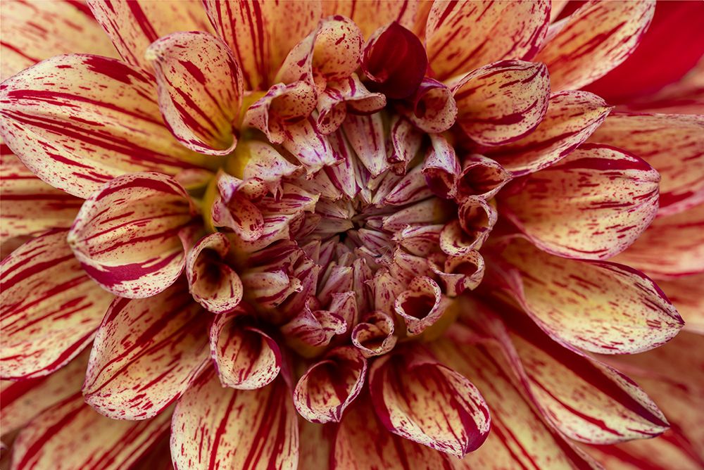 USA-Washington State-Issaquah Dahlias on display art print by Hollice Looney for $57.95 CAD