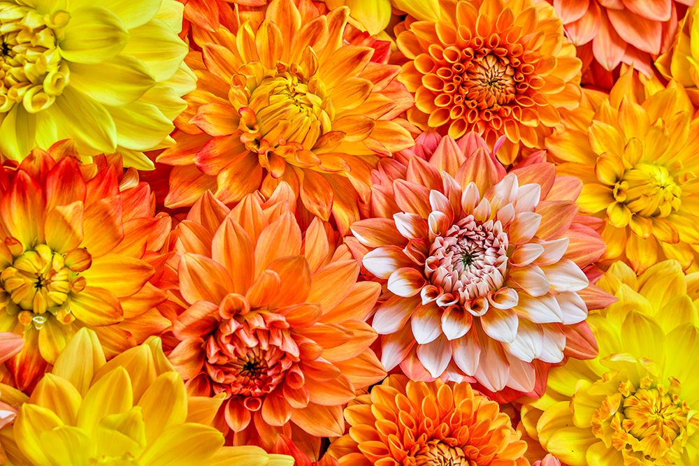 USA-Washington State-Issaquah Dahlias on display art print by Hollice Looney for $57.95 CAD