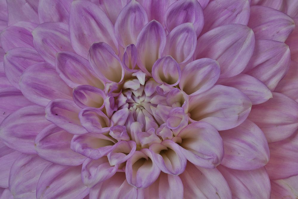 USA-Washington State-Issaquah Dahlias on display art print by Hollice Looney for $57.95 CAD