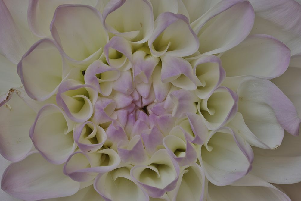 USA-Washington State-Issaquah Dahlias on display art print by Hollice Looney for $57.95 CAD