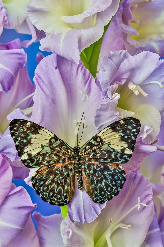 USA-Washington State-Issaquah Butterfly on flowers art print by Hollice Looney for $57.95 CAD