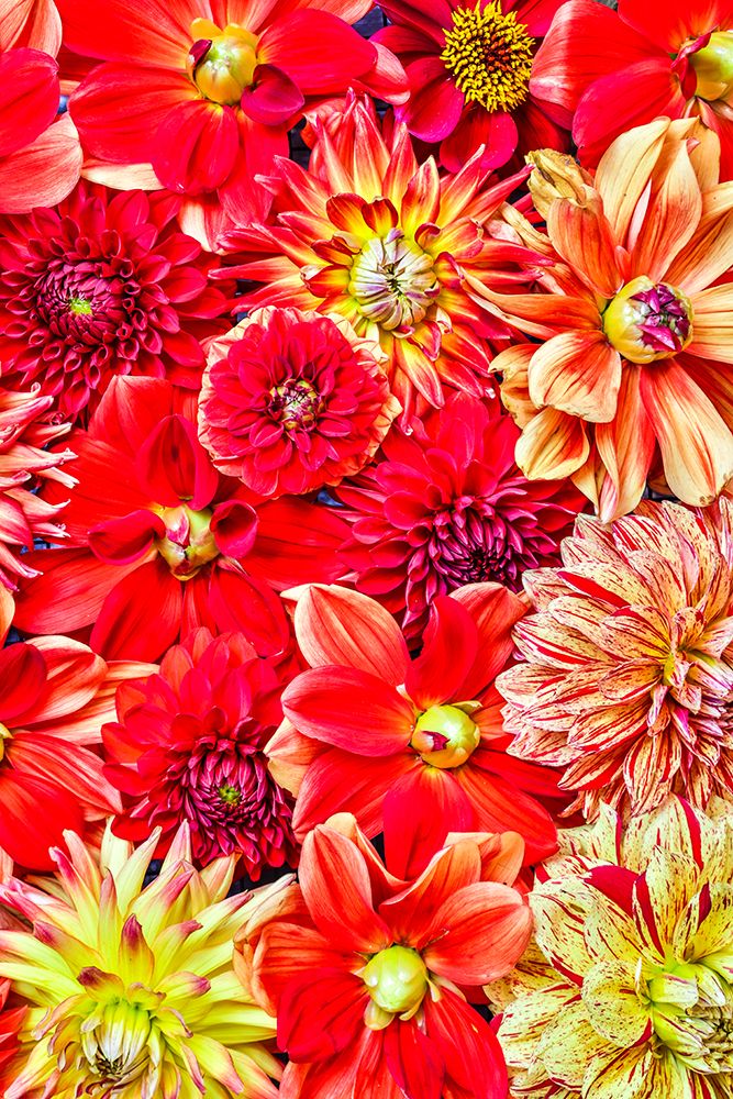 USA-Washington State-Issaquah Dahlias on display art print by Hollice Looney for $57.95 CAD