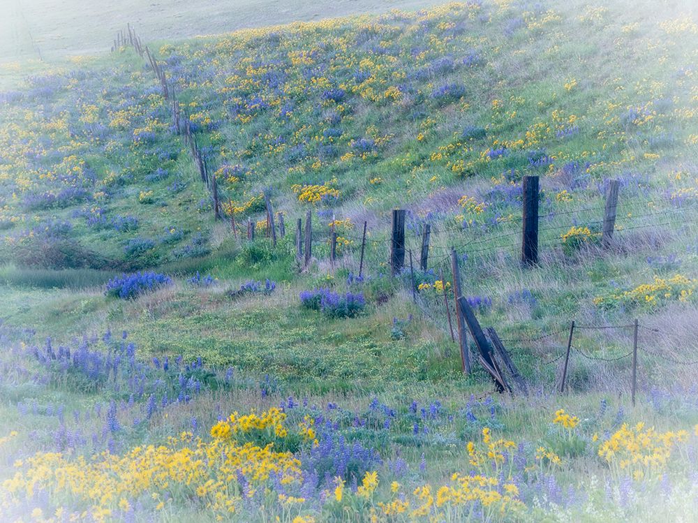 USA-Washington State-Klickitat County. Fence line in a field of lupine and Arrowleaf Balsamroot. art print by Julie Eggers for $57.95 CAD