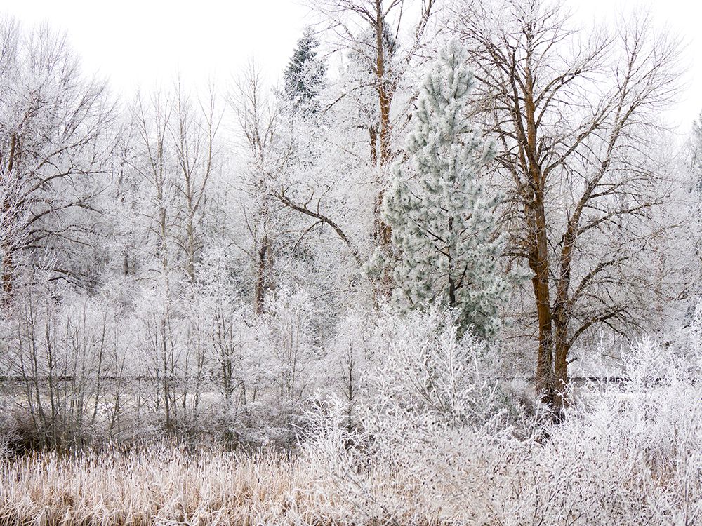 USA-Washington State-Cle Elum-Kittitas County. Winter along the Yakima River. art print by Julie Eggers for $57.95 CAD