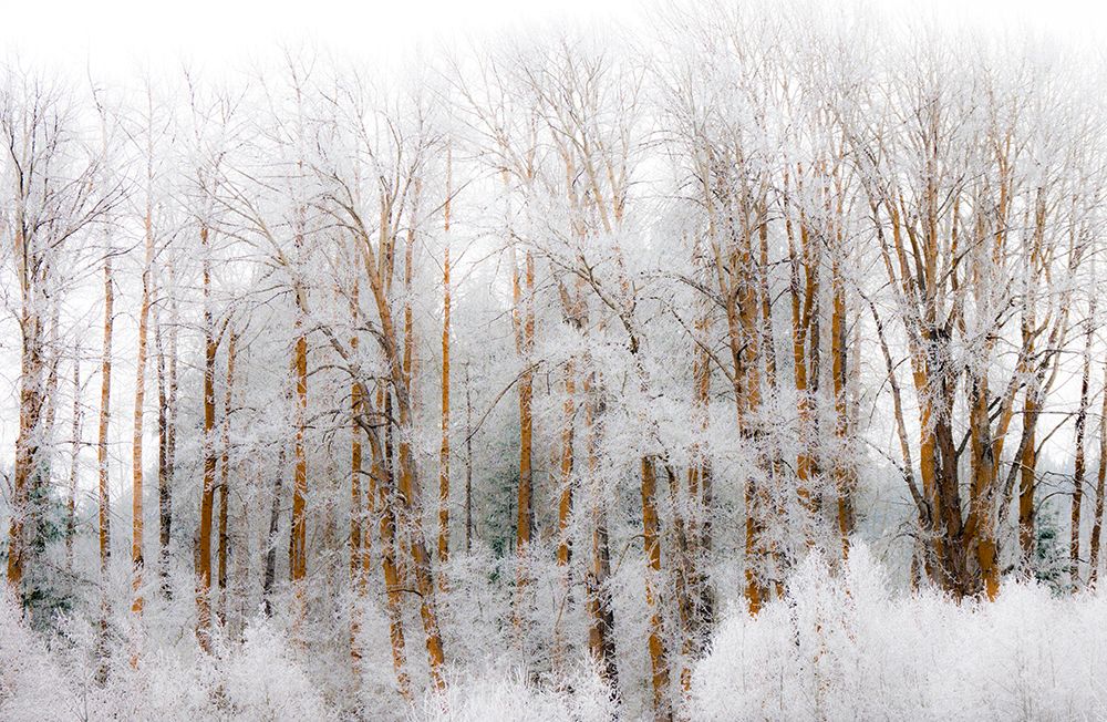 USA-Washington State-Cle Elum-Kittitas County. Winter along the Yakima River. art print by Julie Eggers for $57.95 CAD