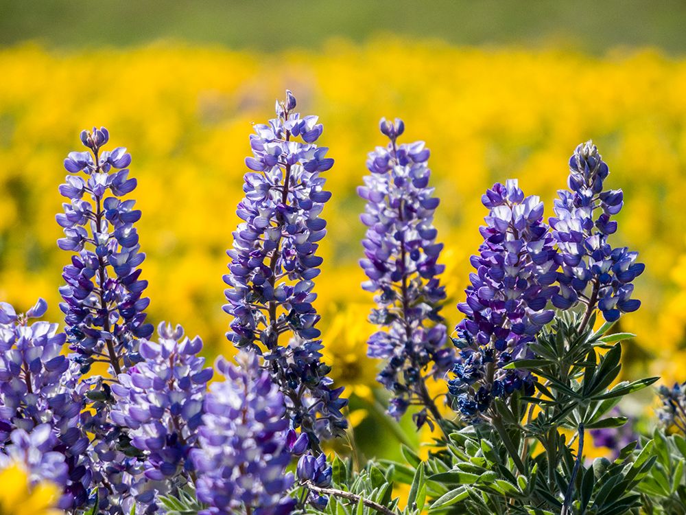 USA-Washington State. Springtime fields of Lupine and Arrowleaf Balsamroot near Dalles Mountain. art print by Julie Eggers for $57.95 CAD