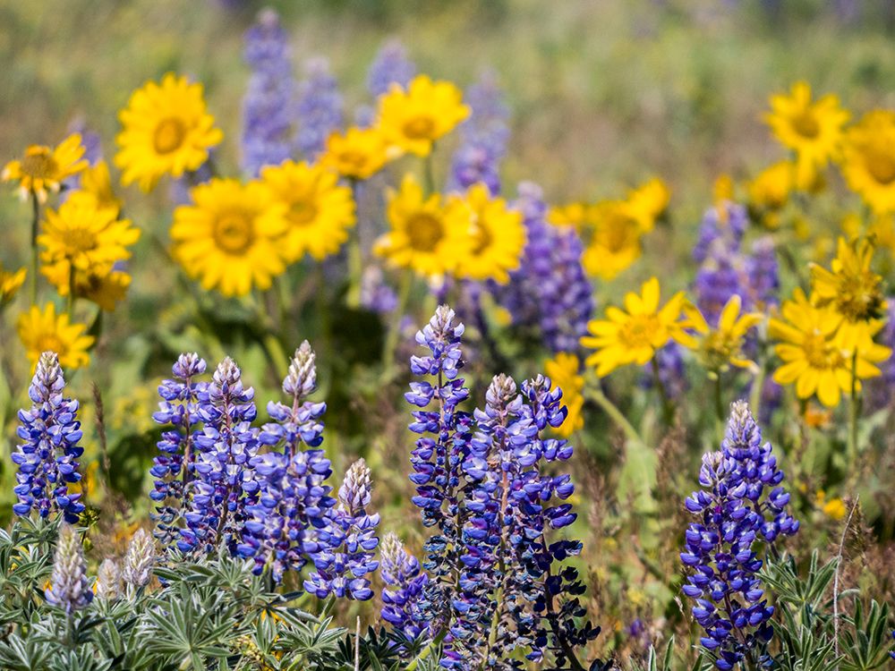USA-Washington State. Springtime fields of Lupine and Arrowleaf Balsamroot near Dalles Mountain. art print by Julie Eggers for $57.95 CAD