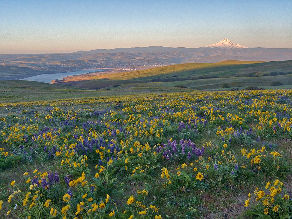 Washington State. Fields of arrowleaf balsamroot and Lupine on the hills above the Columbia River. art print by Julie Eggers for $57.95 CAD