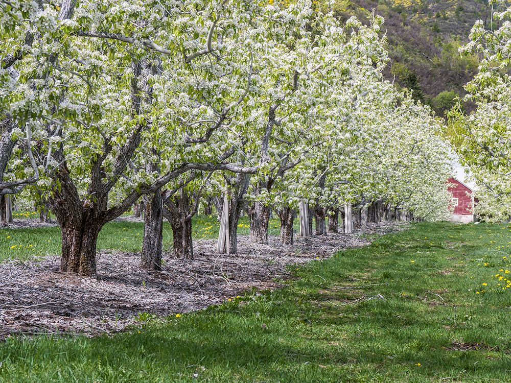 USA-Washington State-Chelan County. Orchard and rows of fruit trees in bloom in spring. art print by Julie Eggers for $57.95 CAD