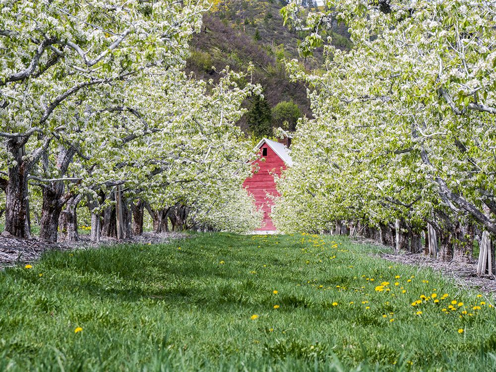 Washington State. Orchard and rows of fruit trees in bloom in spring with a glimpse of a red barn. art print by Julie Eggers for $57.95 CAD