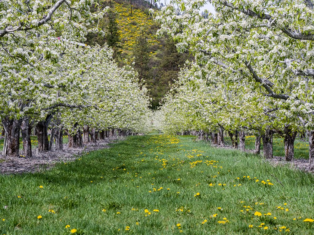 USA-Washington State-Chelan County. Orchard and rows of fruit trees in bloom in spring. art print by Julie Eggers for $57.95 CAD