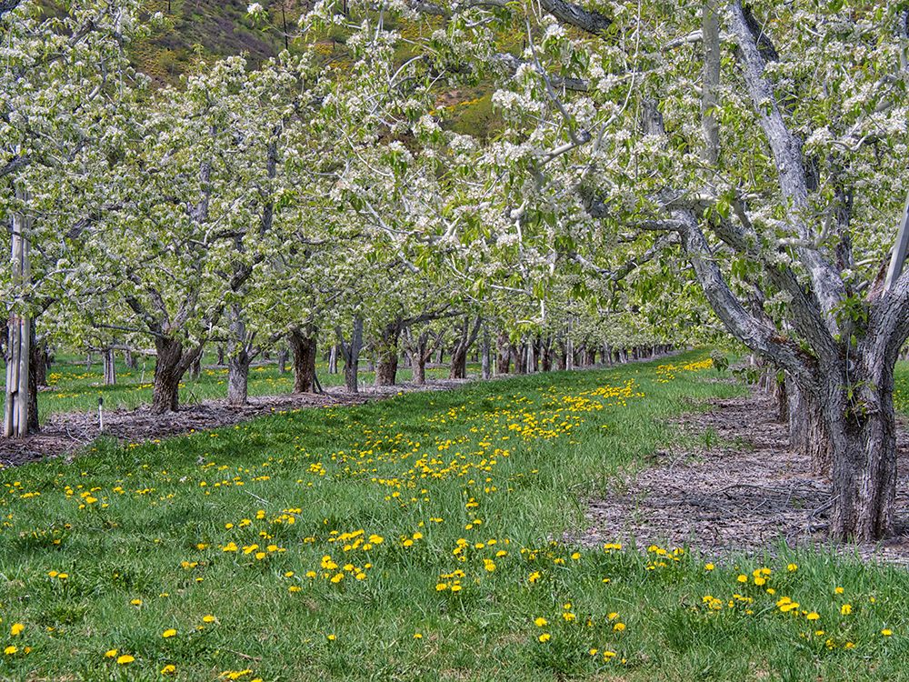 USA-Washington State-Chelan County. Orchard and rows of fruit trees in bloom in spring. art print by Julie Eggers for $57.95 CAD
