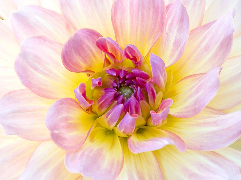 USA-Washington State-Cle Elum. Macro of a dahlia. art print by Julie Eggers for $57.95 CAD