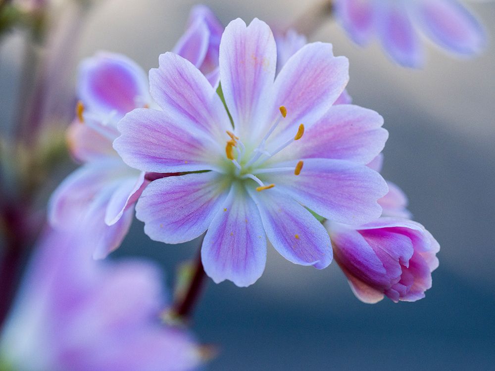 USA-Washington State-Cle Elum. Close-up of a lewisia cotyledon flower. art print by Julie Eggers for $57.95 CAD