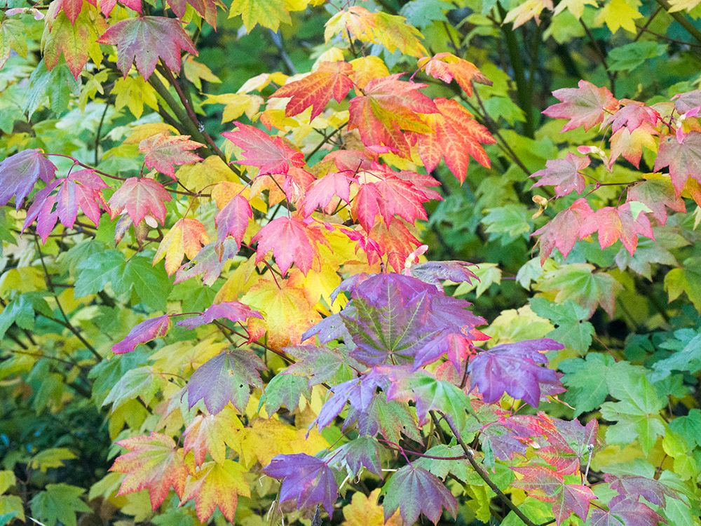 USA-Washington State-Kittitas County. Vine maple with fall colors. art print by Julie Eggers for $57.95 CAD
