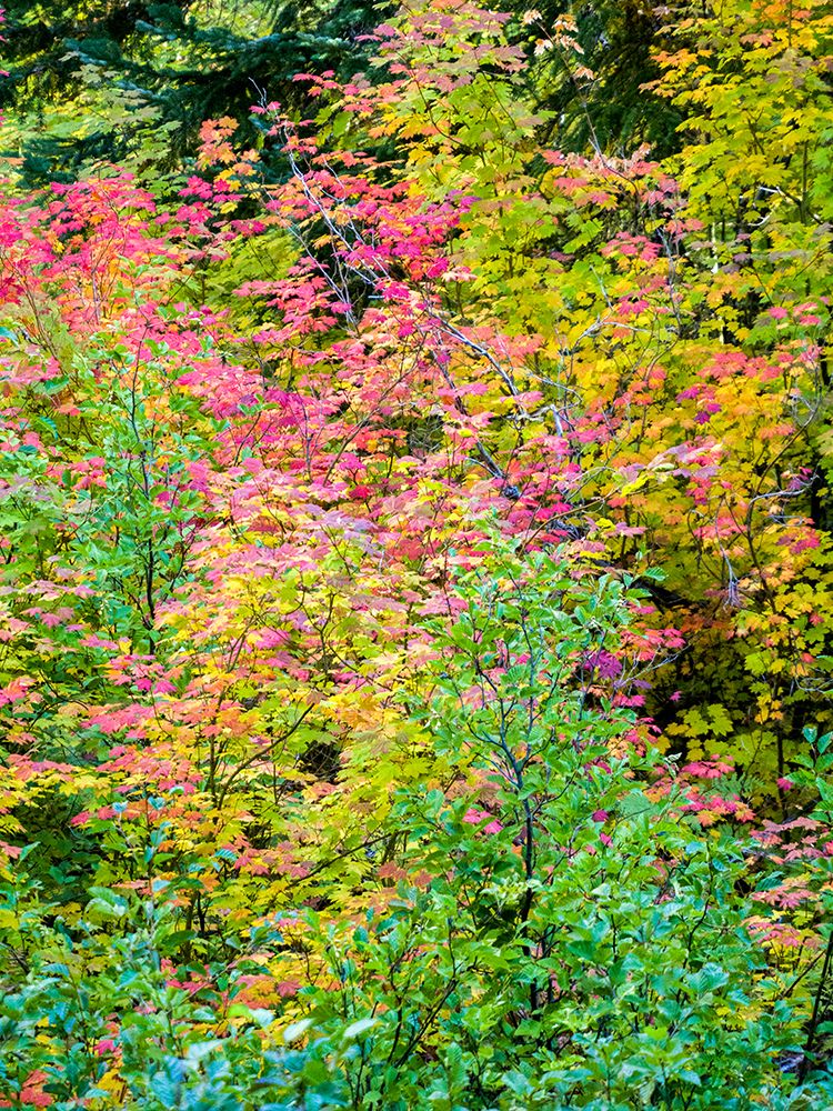 USA-Washington State-Kittitas County. Vine maple with fall colors. art print by Julie Eggers for $57.95 CAD