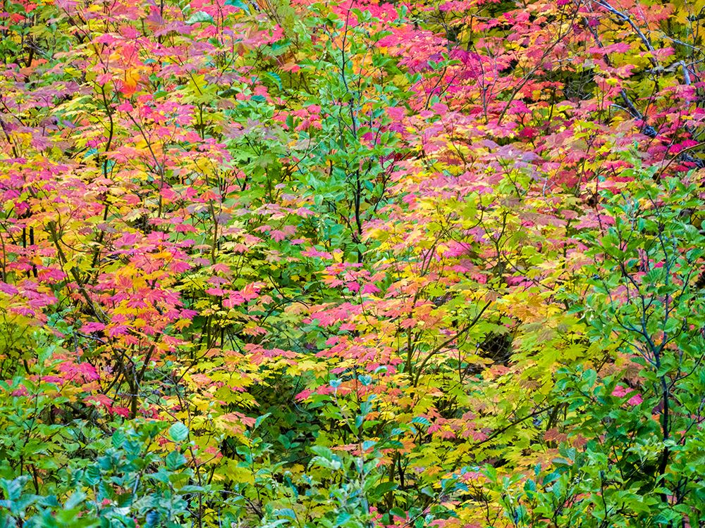 USA-Washington State-Kittitas County. Vine maple with fall colors. art print by Julie Eggers for $57.95 CAD