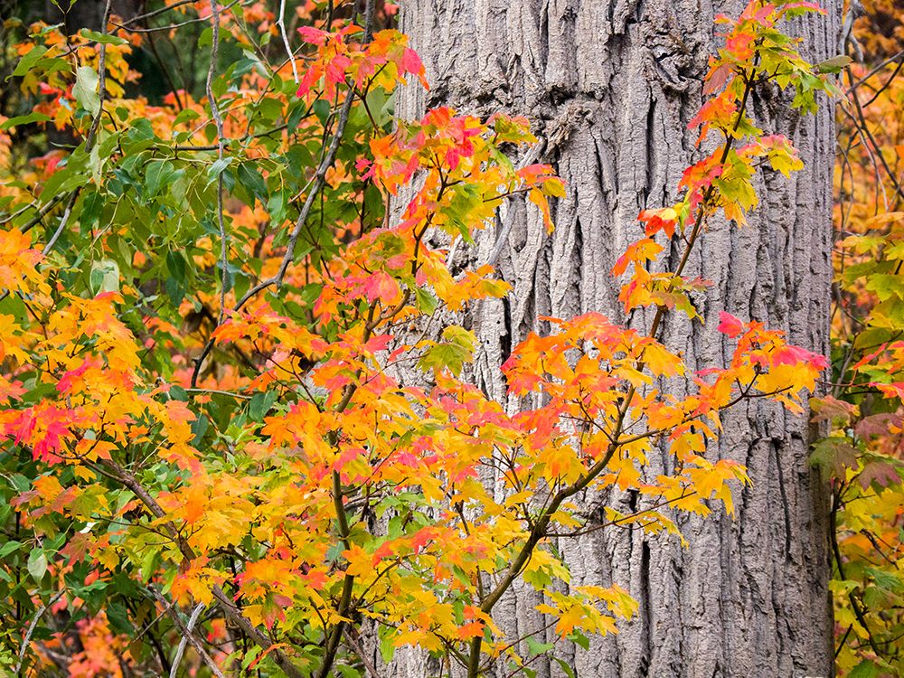 USA-Washington State-Kittitas County. Vine maple with fall colors. art print by Julie Eggers for $57.95 CAD