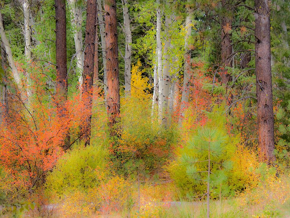 USA-Washington State-Kittitas County. Vine maple trees mixed in with some aspen trunks. art print by Julie Eggers for $57.95 CAD