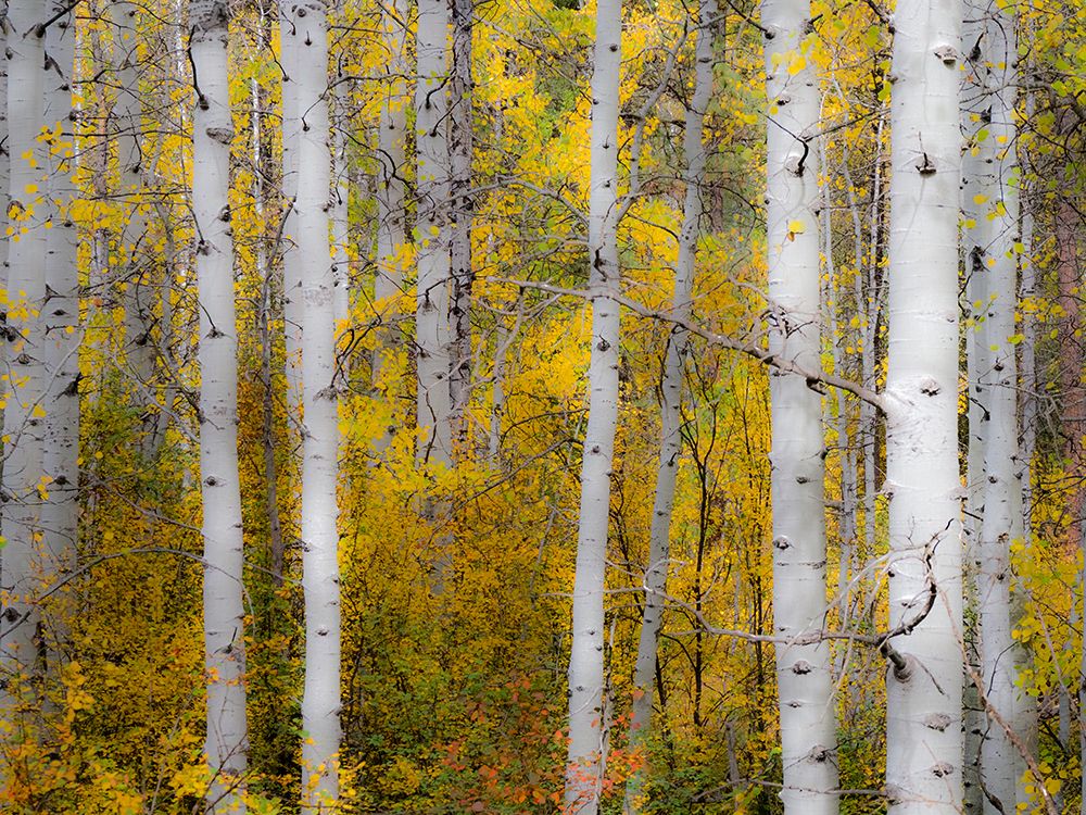 USA-Washington State-Kittitas County. Aspen trunks with vine maples in the fall. art print by Julie Eggers for $57.95 CAD