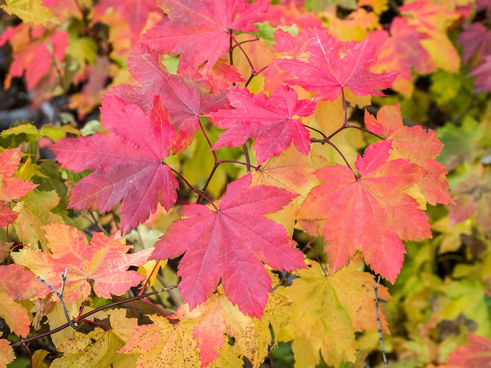 USA-Washington State-Kittitas County. Vine maple with fall colors. art print by Julie Eggers for $57.95 CAD