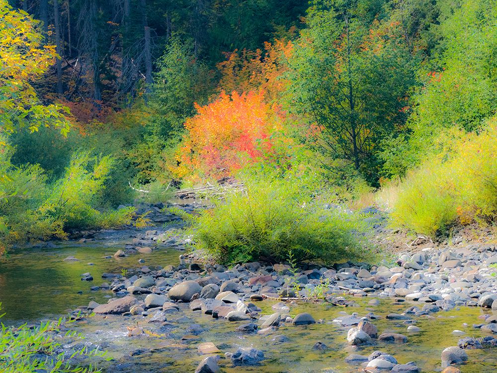 USA-Washington State-Kittitas County. Small creek surrounded by vine maples in the fall. art print by Julie Eggers for $57.95 CAD
