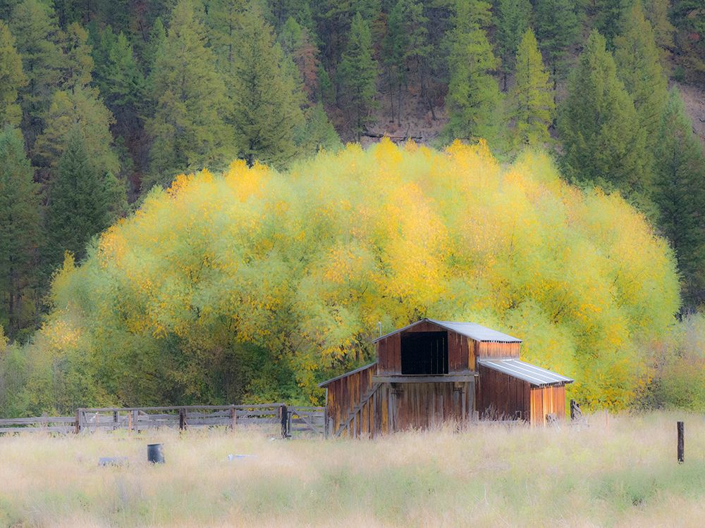 USA-Washington State-Okanogan County. Old barn in a field in the fall. art print by Julie Eggers for $57.95 CAD