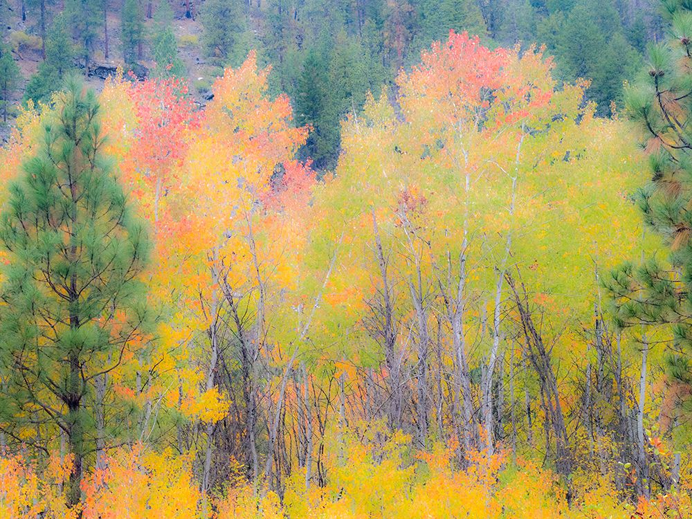 USA-Washington State-Ferry County. Aspen trees in the fall. art print by Julie Eggers for $57.95 CAD