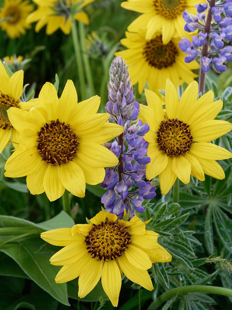 Spring wildflowers in full bloom on Dalles Mountain in Columbia Hills State Park art print by Julie Eggers for $57.95 CAD