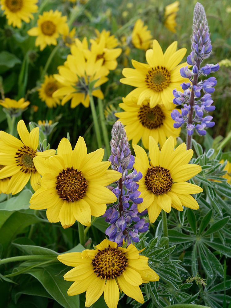 Spring wildflowers in full bloom on Dalles Mountain in Columbia Hills State Park art print by Julie Eggers for $57.95 CAD