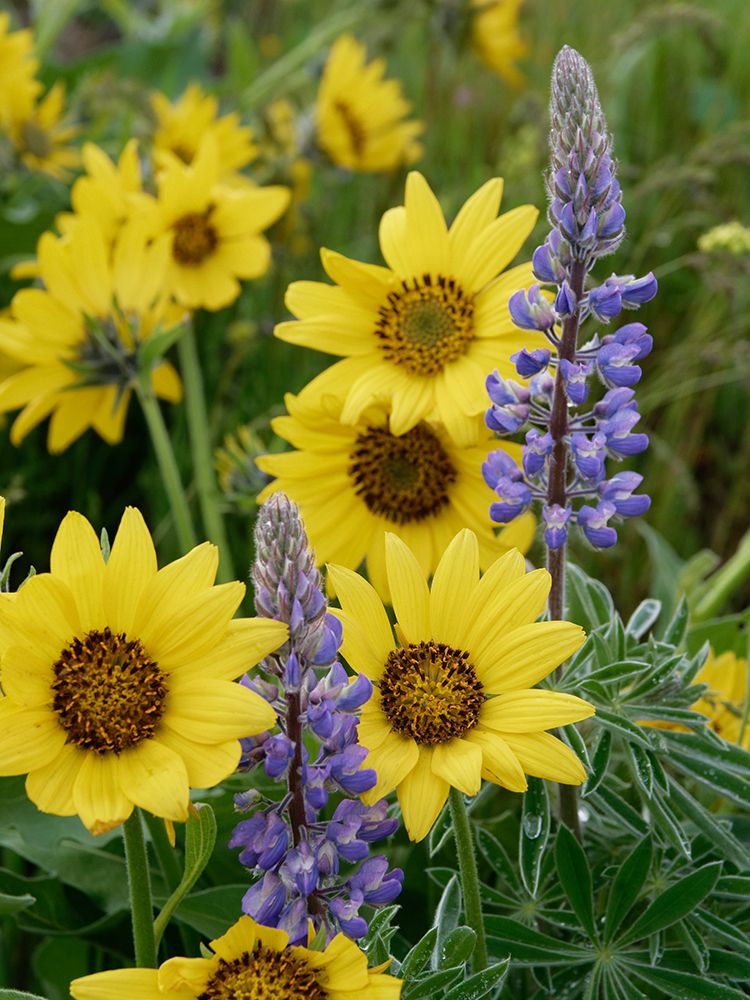 Spring wildflowers in full bloom on Dalles Mountain in Columbia Hills State Park art print by Julie Eggers for $57.95 CAD