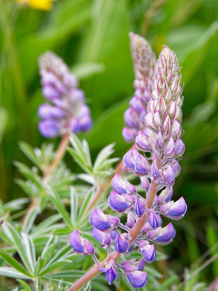 Spring wildflowers in full bloom on Dalles Mountain in Columbia Hills State Park art print by Julie Eggers for $57.95 CAD