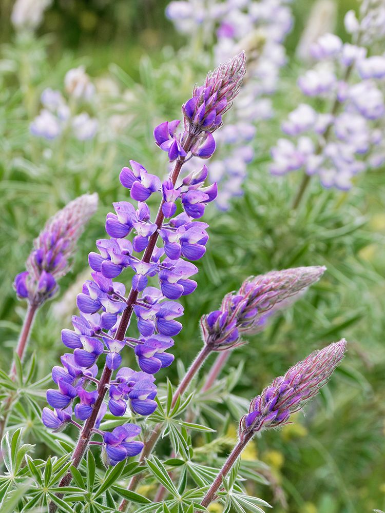 Spring wildflowers in full bloom on Dalles Mountain in Columbia Hills State Park art print by Julie Eggers for $57.95 CAD