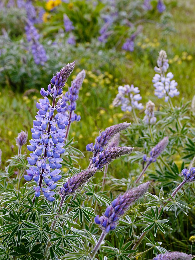 Spring wildflowers in full bloom on Dalles Mountain in Columbia Hills State Park art print by Julie Eggers for $57.95 CAD
