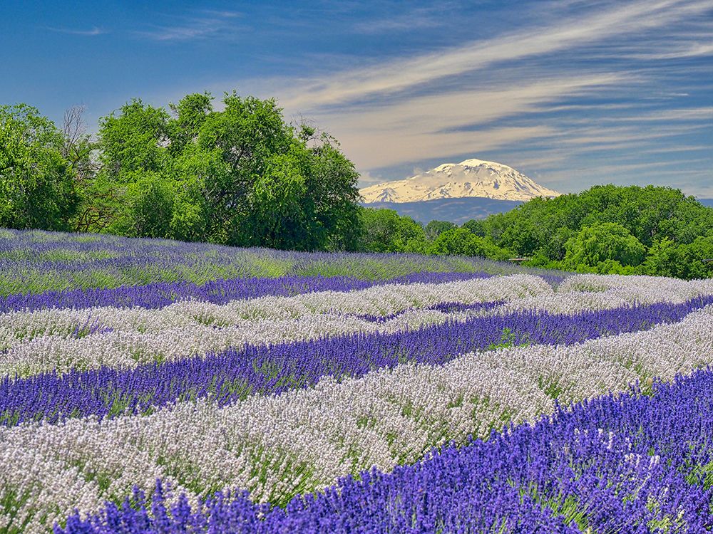 Lavender fields near the town of Zillah and a view of Mt Adams art print by Julie Eggers for $57.95 CAD