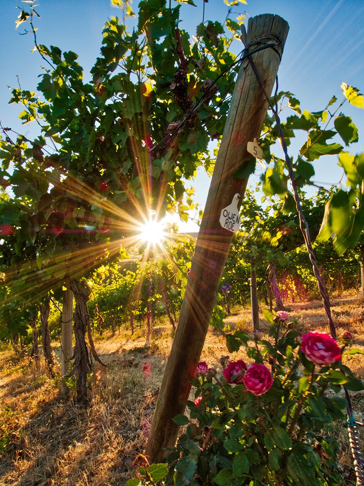 Bright sunlight streaming through the grape vines lined with pink roses at Red Willow Vineyard art print by Julie Eggers for $57.95 CAD