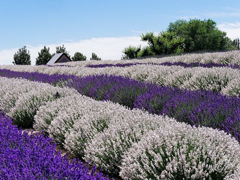 Lavender fields near the town of Zillah in the Yakima Valley art print by Julie Eggers for $57.95 CAD