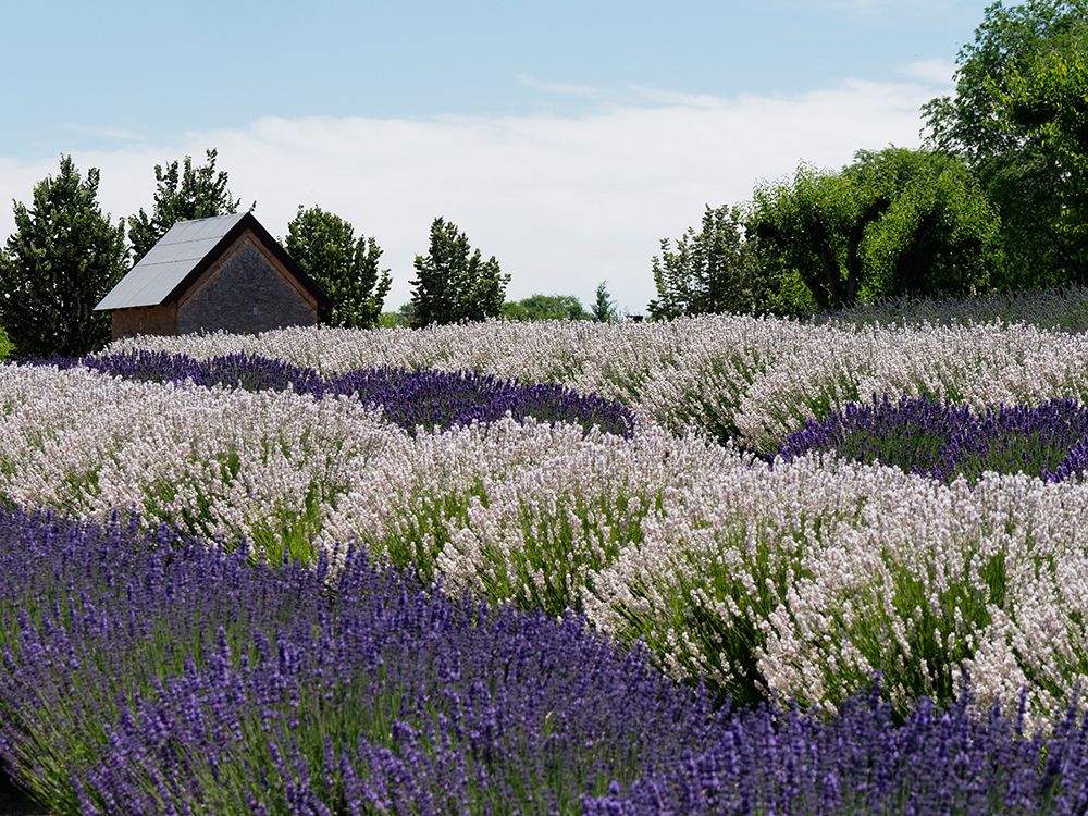 Lavender fields near the town of Zillah art print by Julie Eggers for $57.95 CAD