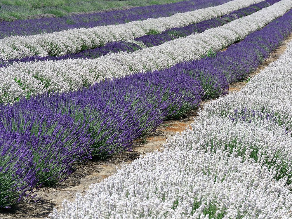 Lavender fields near the town of Zillah art print by Julie Eggers for $57.95 CAD