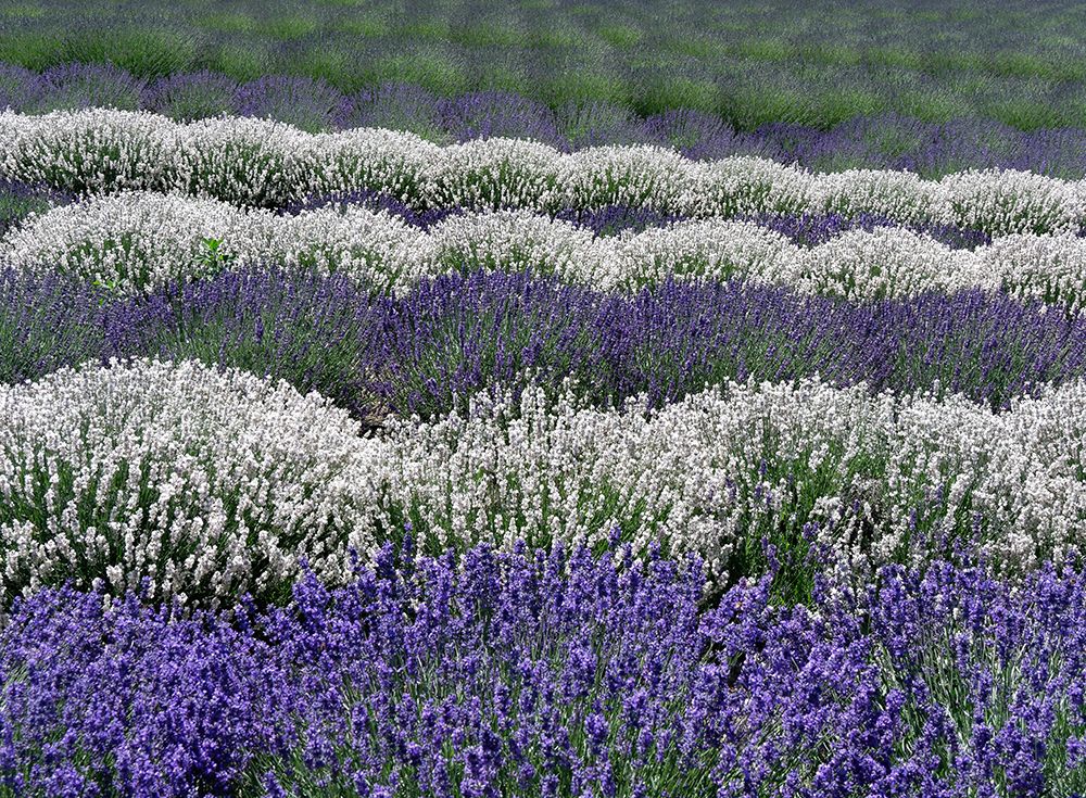 Lavender fields near the town of Zillah art print by Julie Eggers for $57.95 CAD