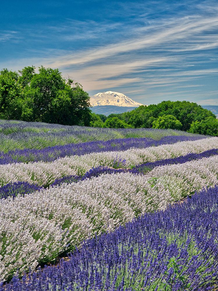Lavender fields near the town of Zillah and a view of Mt Adams art print by Julie Eggers for $57.95 CAD
